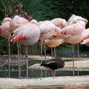 轰炸电话在线下单